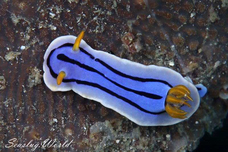 ミスジアオイロウミウシ Chromodoris lochi