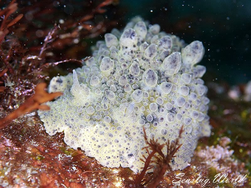 ヤマトウミウシ Homoiodoris japonica