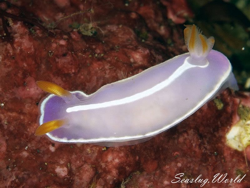 シモダイロウミウシ Hypselodoris shimodaensis