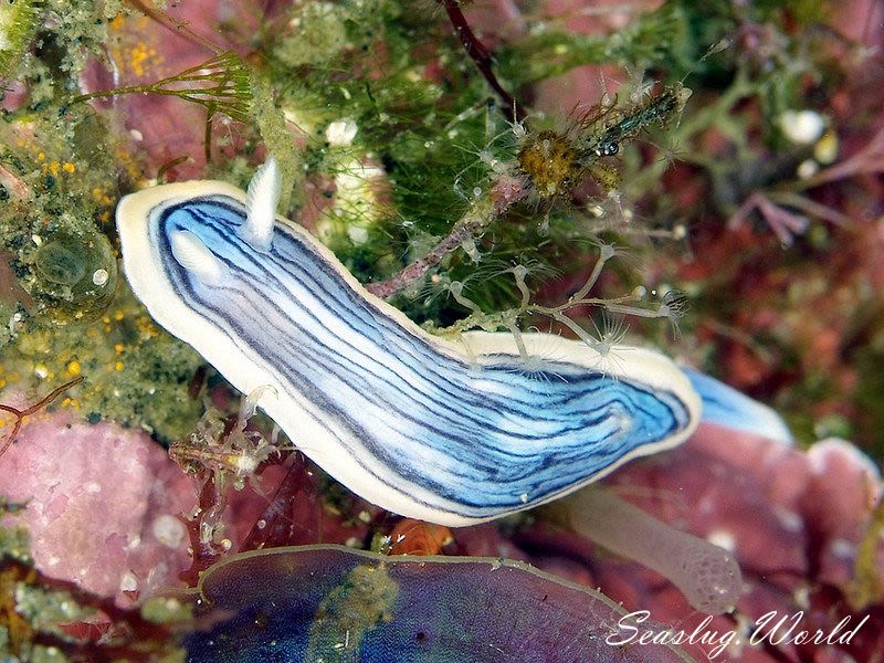 コンガスリウミウシ Chromodoris sp. 1