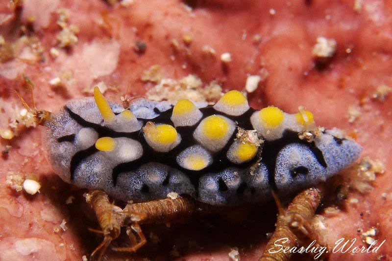 フリエリイボウミウシ Phyllidia picta