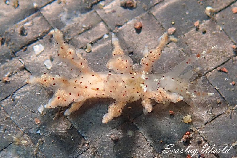 ホシアカリミノウミウシ Eubranchus sp. 5