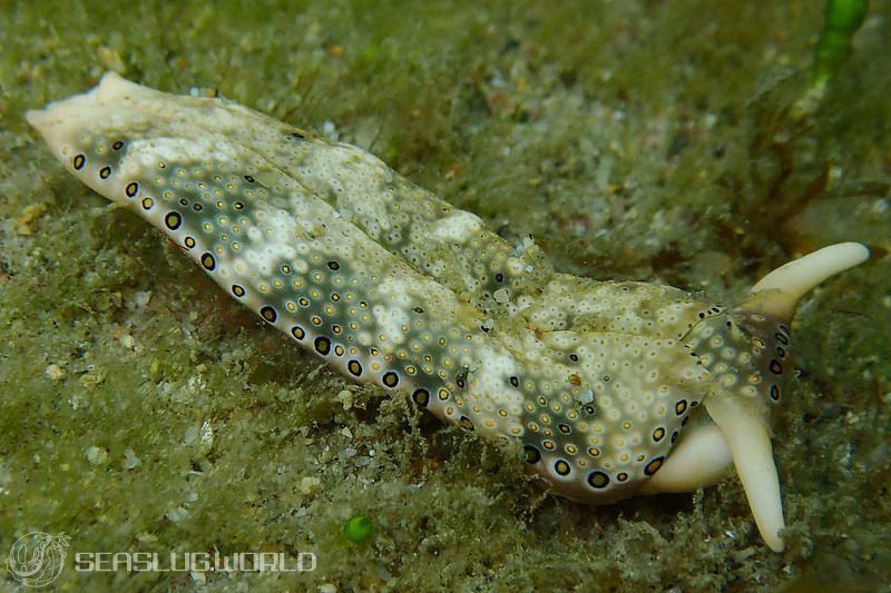 チドリミドリガイ Plakobranchus ocellatus