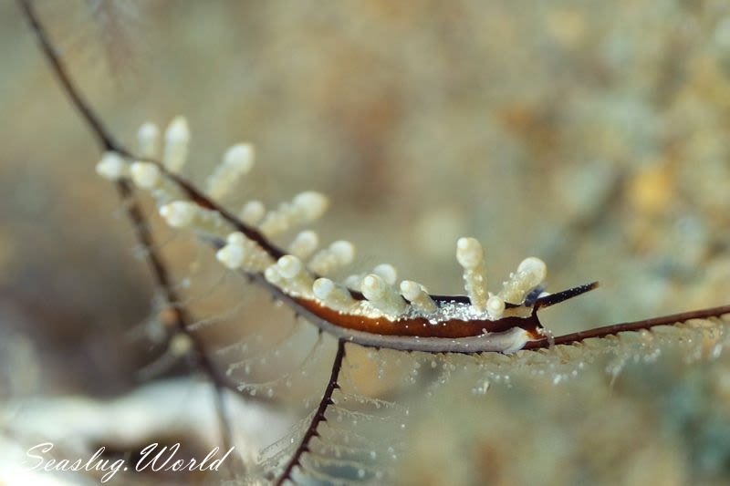 ヤマンバミノウミウシ Eubranchus putnami