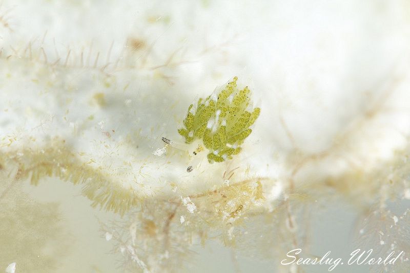 クサイロモウミウシ Costasiella paweli