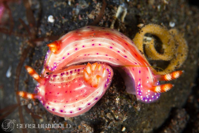Hypselodoris paradisa Gosliner & Johnson, 2018