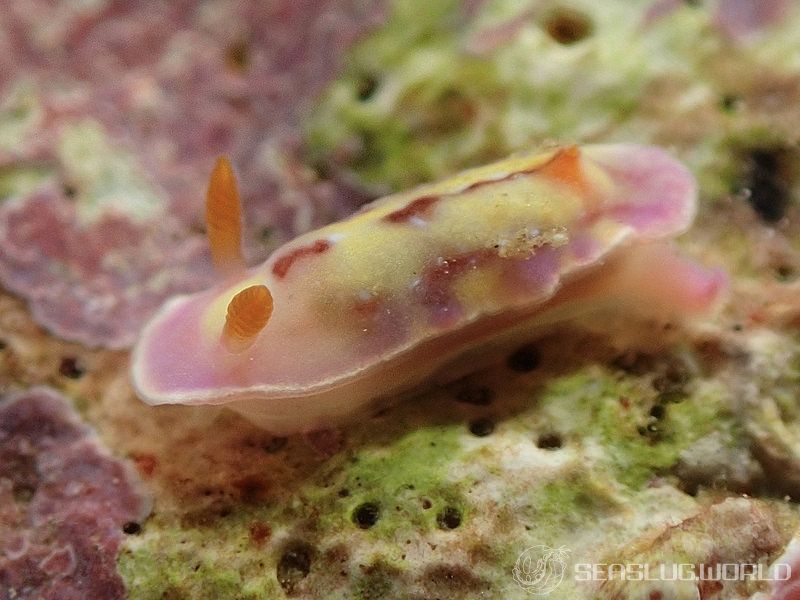 セリスイロウミウシ Hypselodoris cerisae