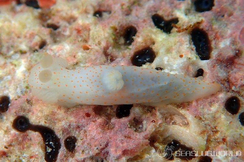 モミアゲキヌハダウミウシ Gymnodoris sp. 3