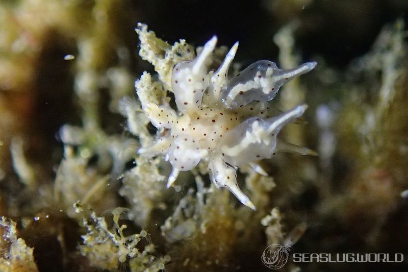 ホシアカリミノウミウシ Eubranchus sp. 5