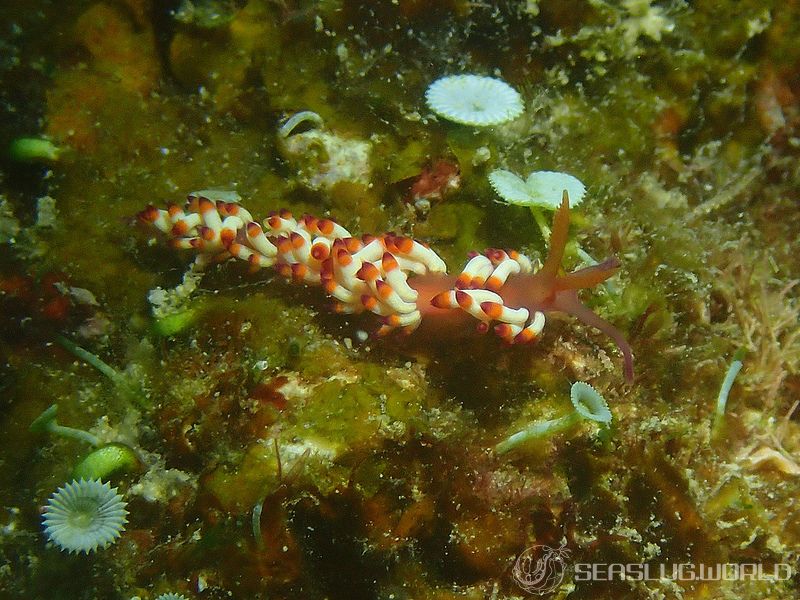 ツマベニミノウミウシ Coryphellina delicata