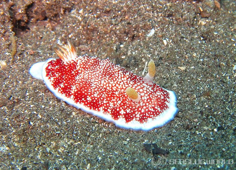 チリメンウミウシ Goniobranchus reticulatus