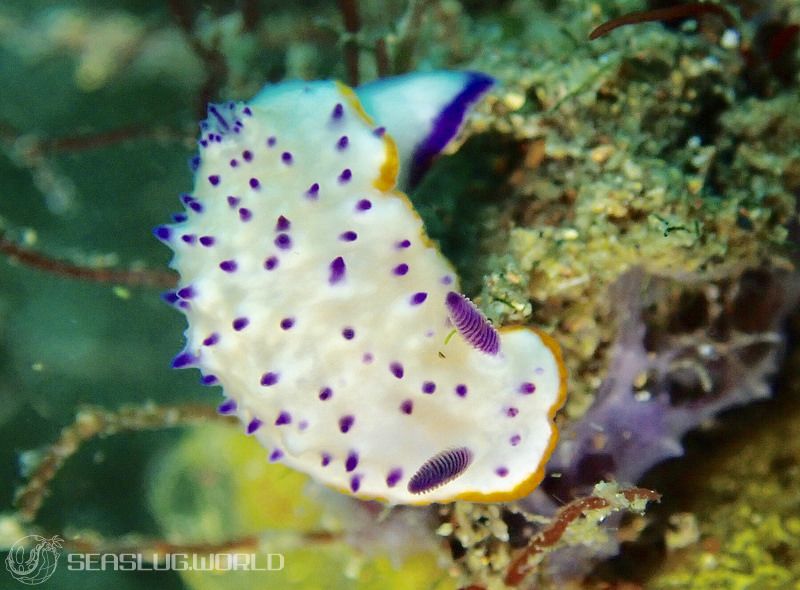 レンゲウミウシ Mexichromis multituberculata