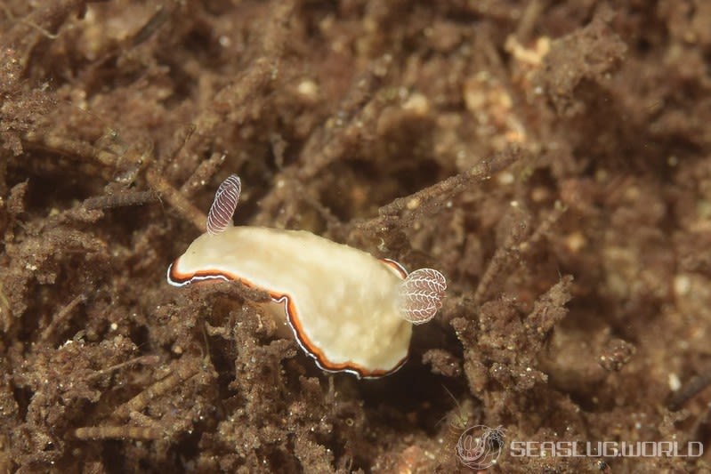 ハスイロウミウシ Goniobranchus fabulus