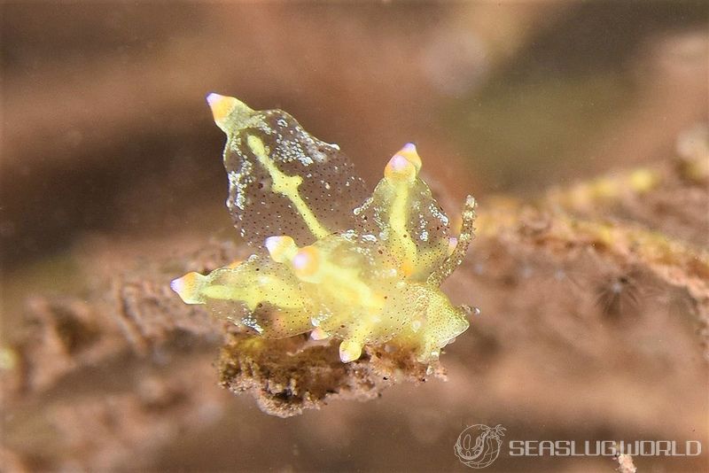 ホリミノウミウシ属の一種 2 Eubranchus sp. 2