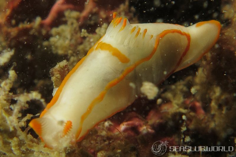 キンセンウミウシ Gymnodoris amakusana