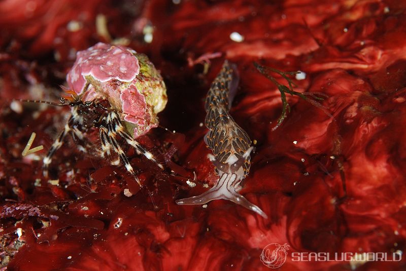 ヨツスジミノウミウシ Facelina quadrilineata