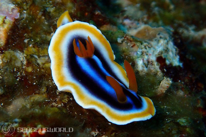 クロシオイロウミウシ Chromodoris sp. 3