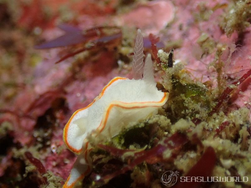 ミツイラメリウミウシ Diaphorodoris mitsuii