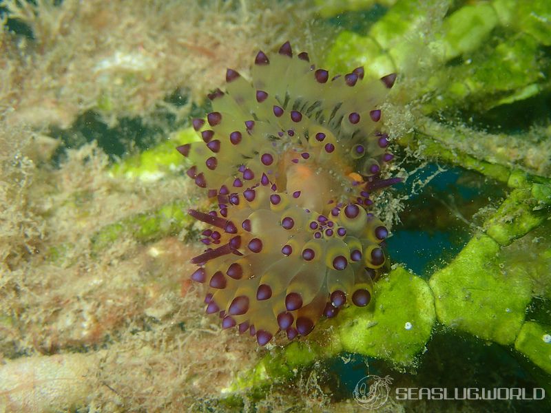 サーシャコヤナギウミウシ Janolus flavoanulatus