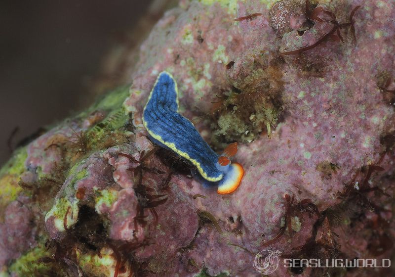 サメジマオトメウミウシ Dermatobranchus striatellus