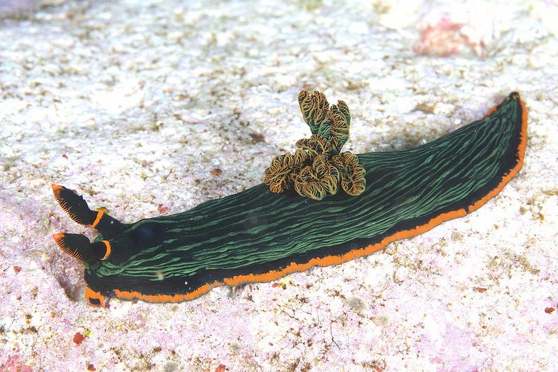 アカフチリュウグウウミウシ Nembrotha kubaryana