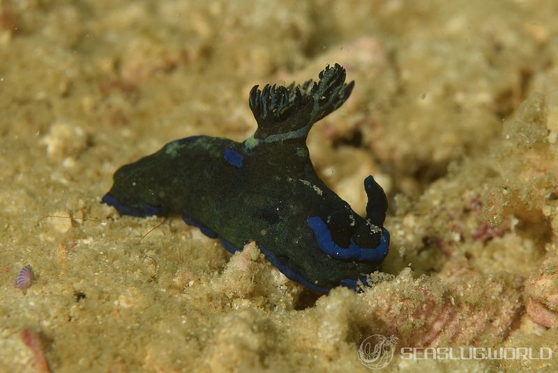 ミドリリュウグウウミウシ Tambja morosa