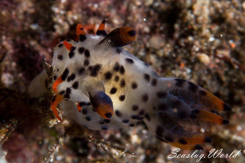 フジタウミウシ属の一種 2 Polycera sp. 2