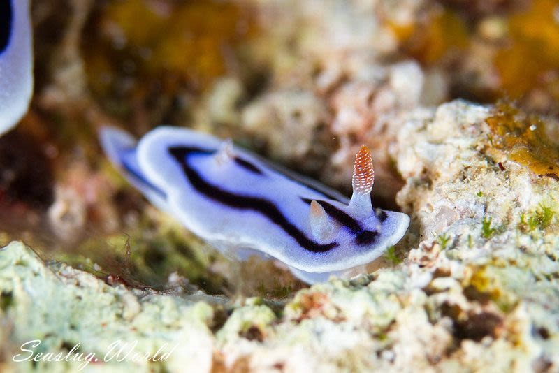 ミゾレウミウシ Chromodoris willani