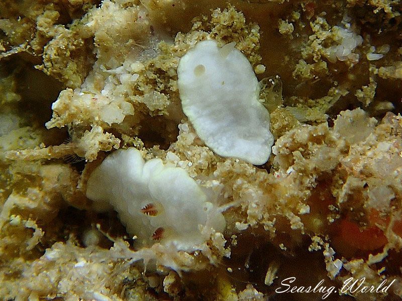 シロシキブイロウミウシ Glossodoris sp. 1