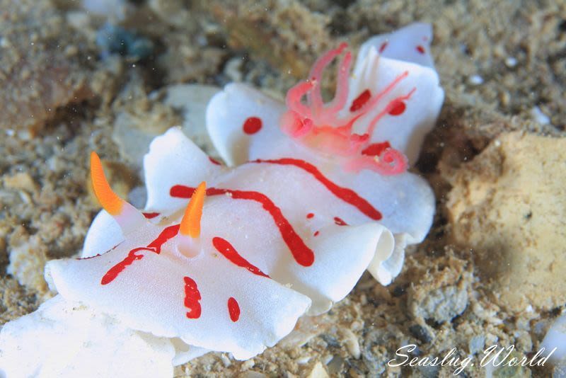ウェルコニア・カタライ Verconia catalai | 世界のウミウシ ウェルコニア・カタライ Verconia catalai | 世界のウミウシ