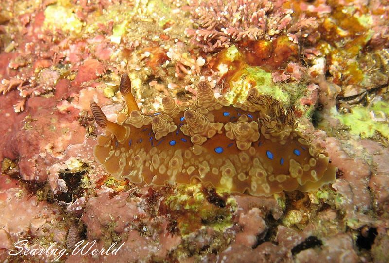 ミヤコウミウシ Dendrodoris krusensternii