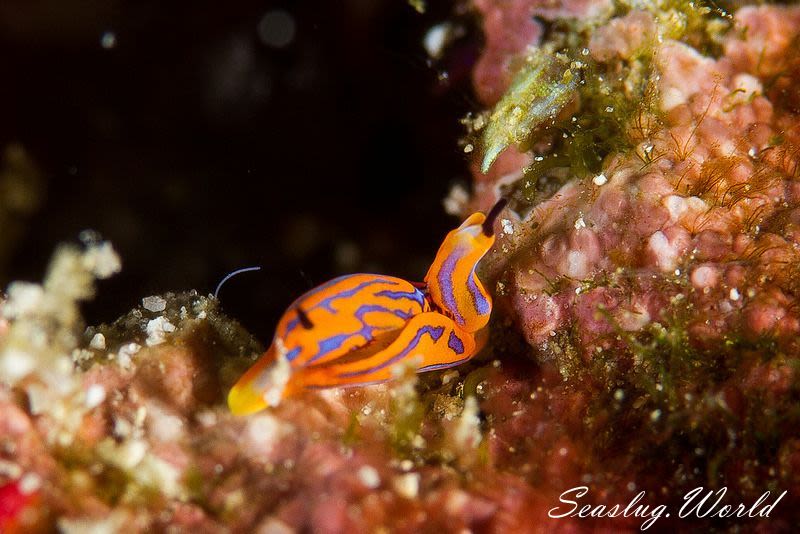 キマダラウミコチョウ Siphopteron tigrinum