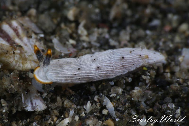 カメキオトメウミウシ Dermatobranchus primus