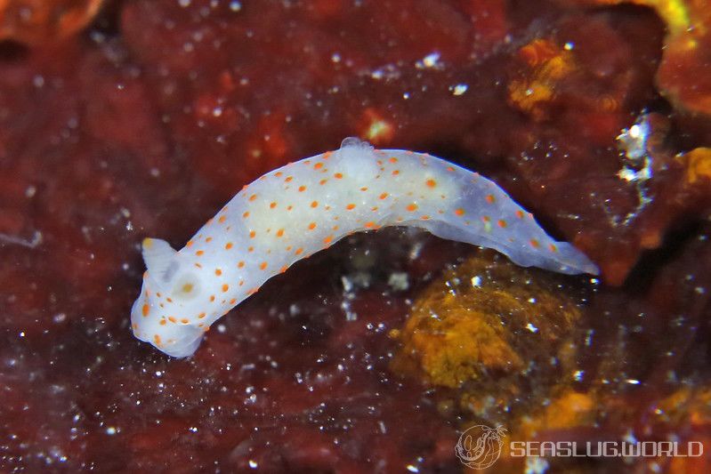 キヌハダウミウシ属の一種 31 Gymnodoris sp.31