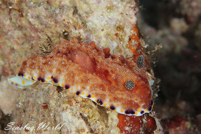 オオゼキイロウミウシ Goniobranchus sp. 4