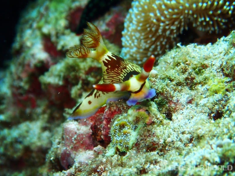 ネムブロータ・リネオラータ Nembrotha lineolata