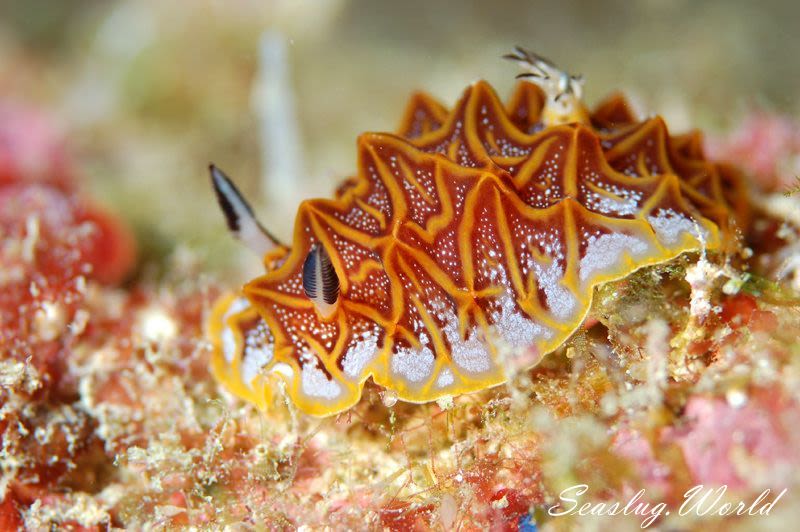 モザイクウミウシ Halgerda tessellata