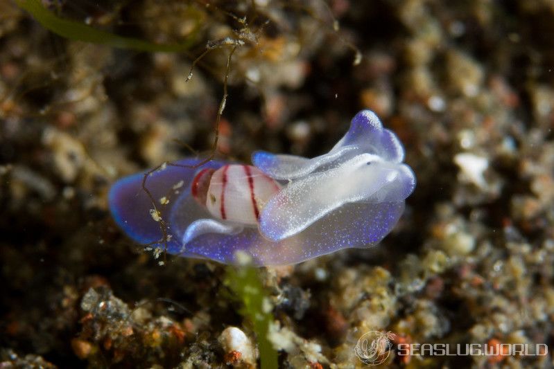 コンシボリガイ Micromelo guamensis