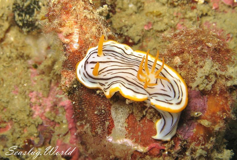 クロスジウミウシ Chromodoris sp. 6