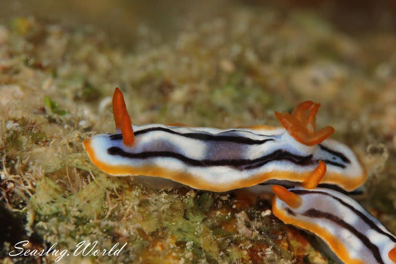 シボリイロウミウシ Chromodoris strigata