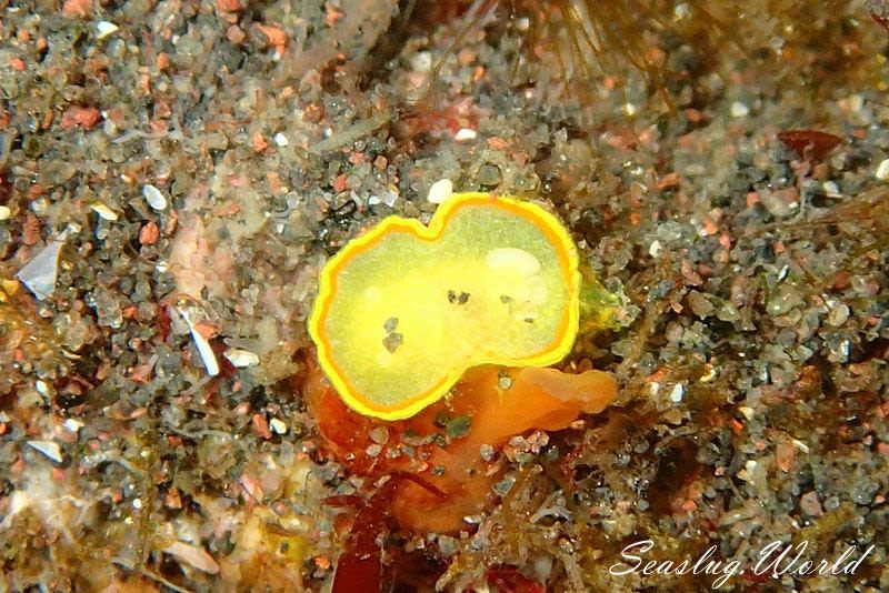 ミツイラメリウミウシ Diaphorodoris mitsuii