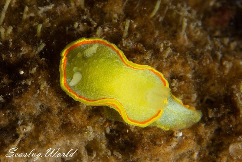 ミツイラメリウミウシ Diaphorodoris mitsuii