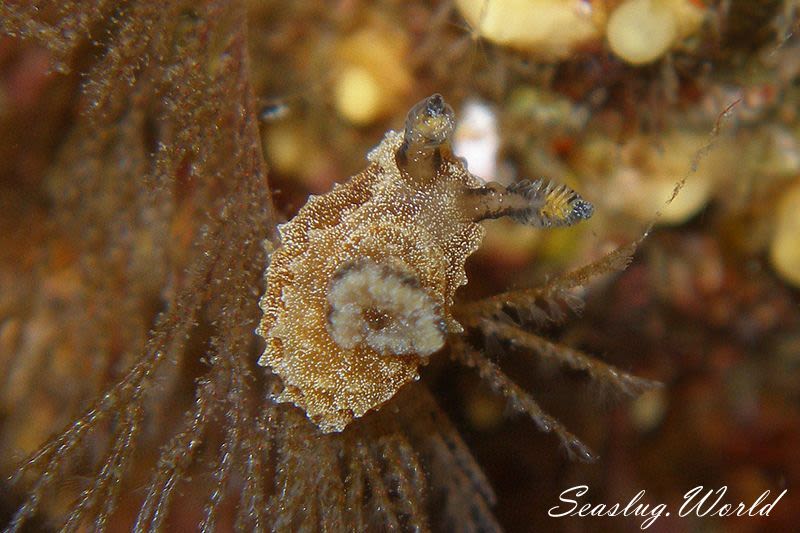 フジタウミウシ属の一種 4 Polycera sp. 4