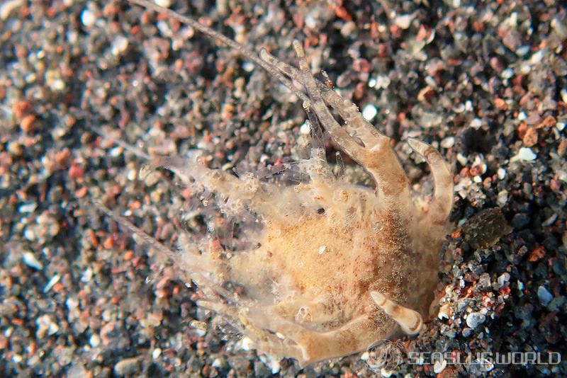 イトヒキウミウシ Pseudobornella orientalis