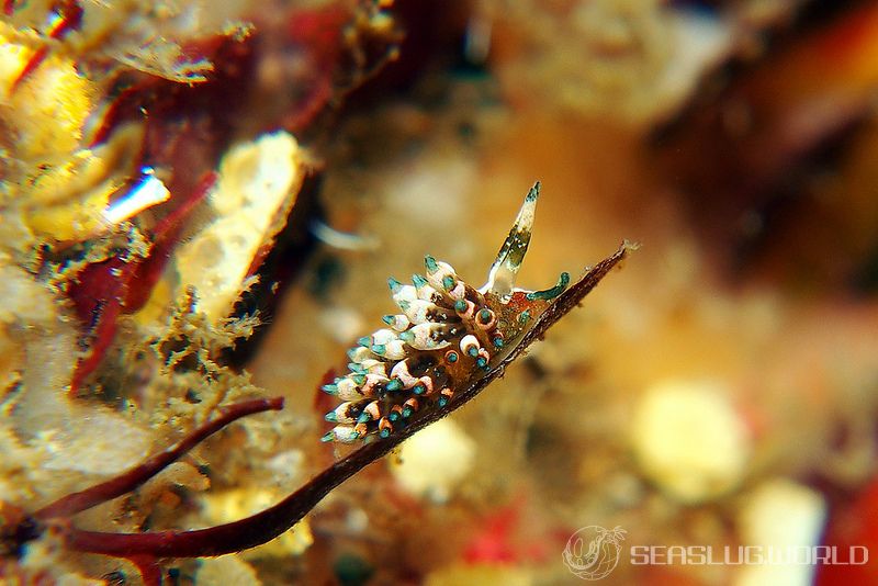 ターコイズミノウミウシ Eubranchus sp.11