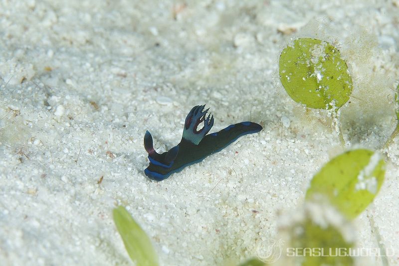 ミドリリュウグウウミウシ Tambja morosa