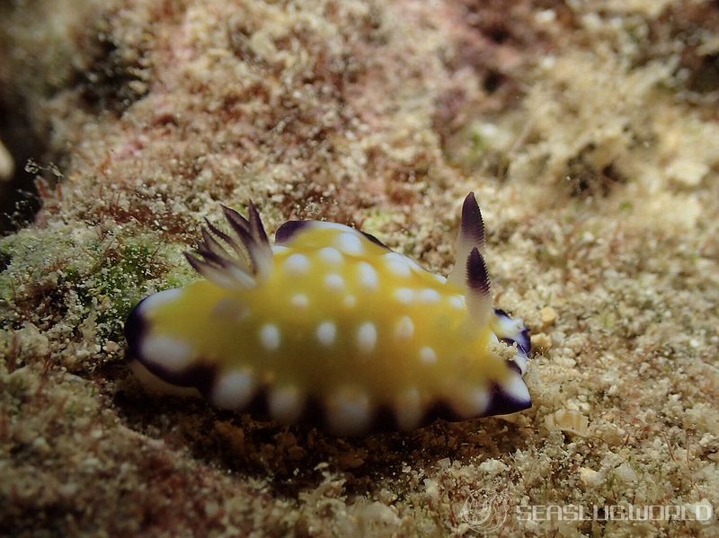 エラフリイロウミウシ Goniobranchus vibratus