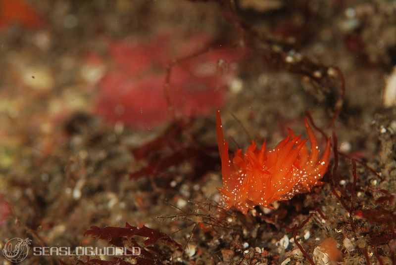 所属科不明のミノウミウシ類の一種 10 Aeolidioidea sp.10