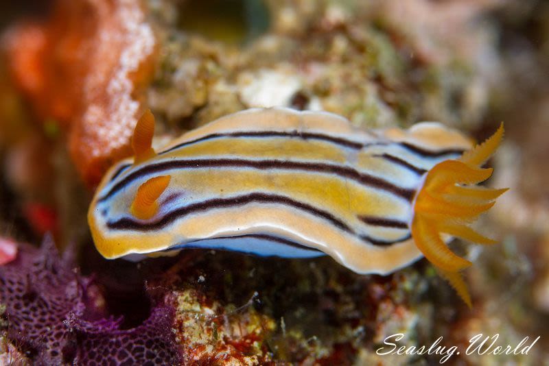 コールマンウミウシ Chromodoris colemani