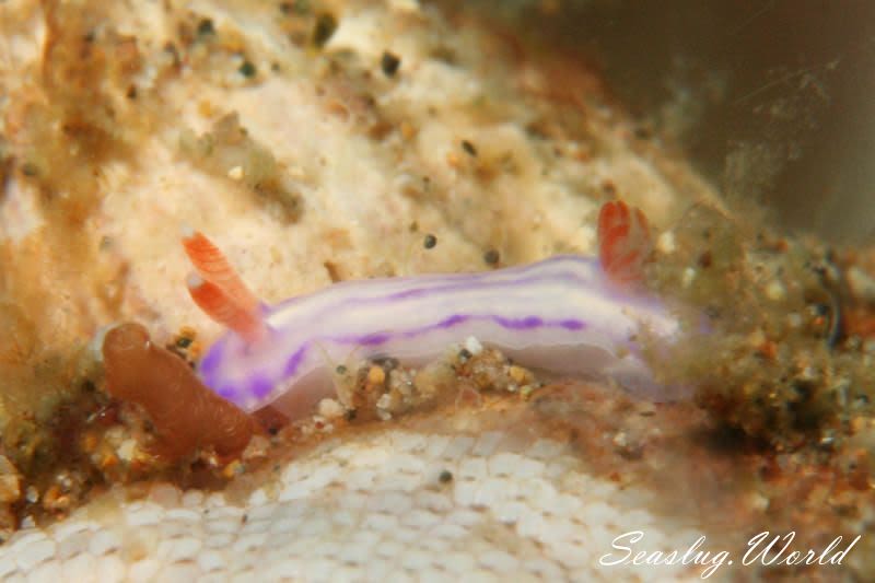 クチナシイロウミウシ Hypselodoris whitei